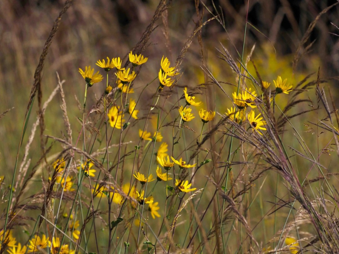 among Native Grasses