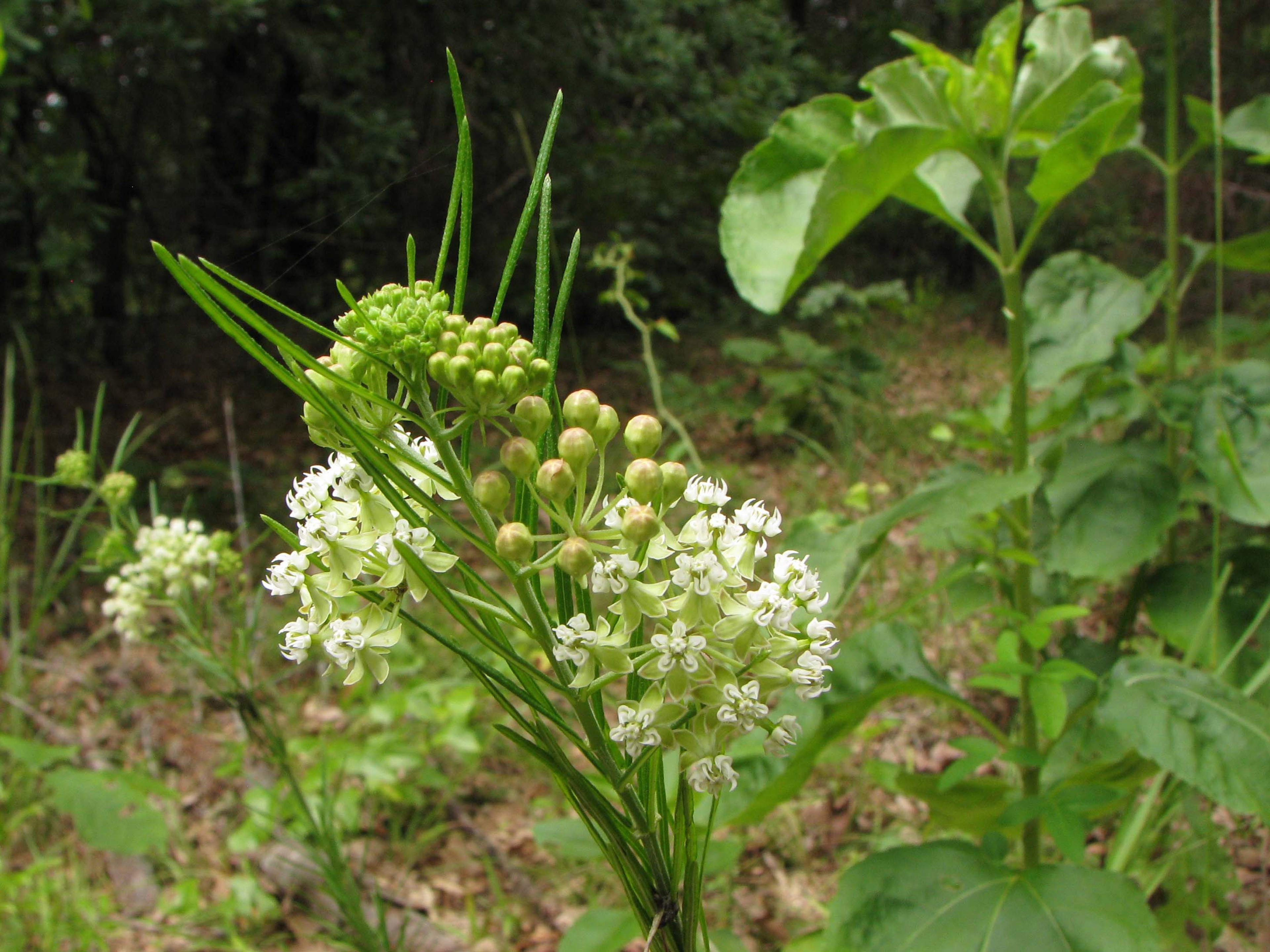 with Asclepias verticillata