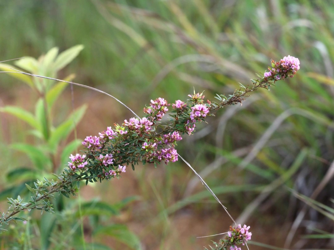 with Silphium integrifolium