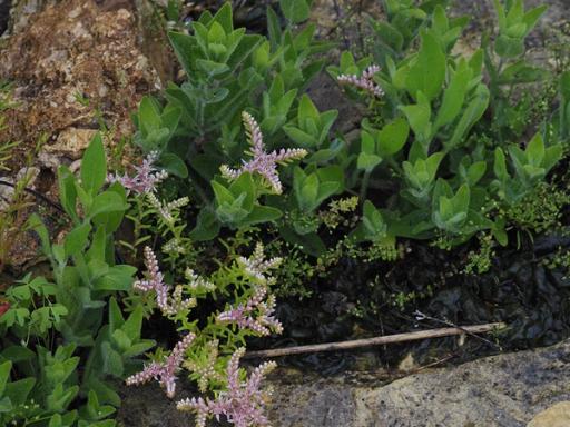 Leaves of Wild petunia with flowers of Widow's cross