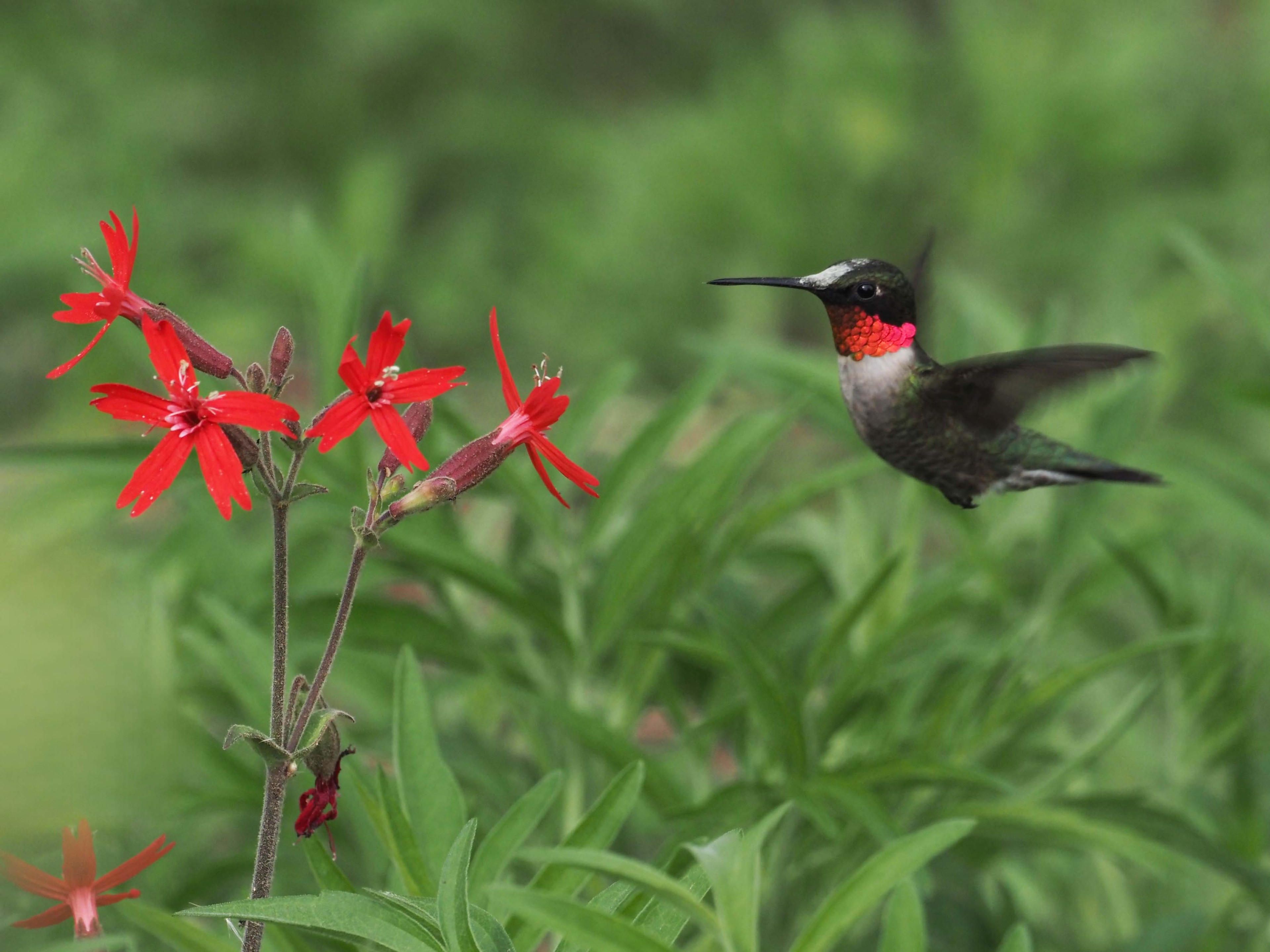 Ruby-Throated hummingbird 