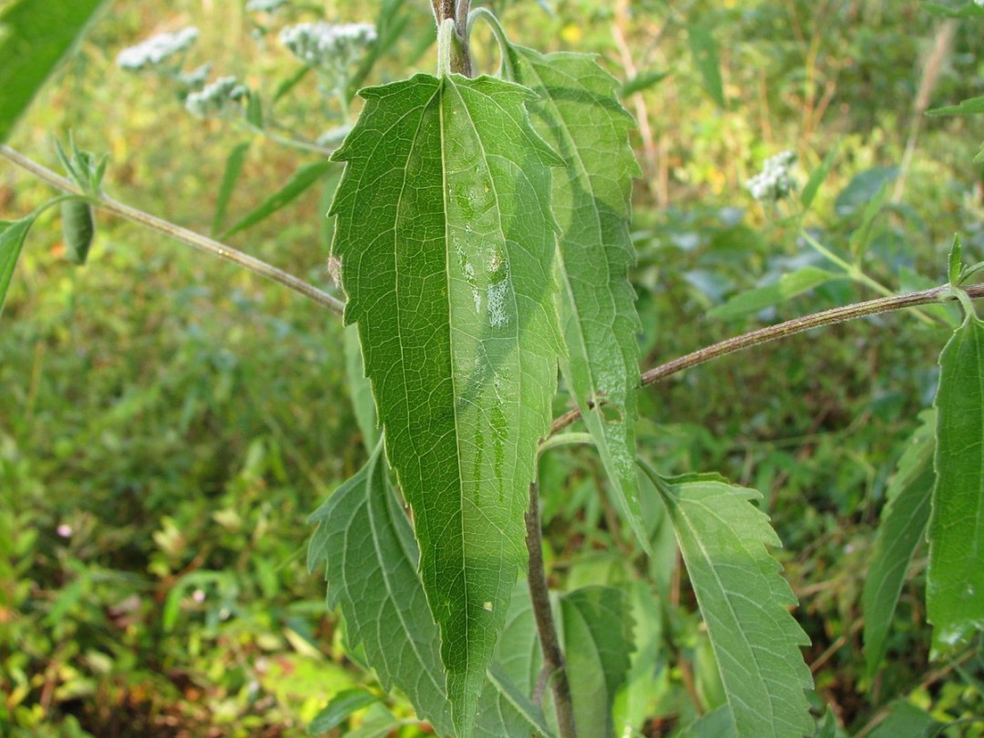 Serrated leaf