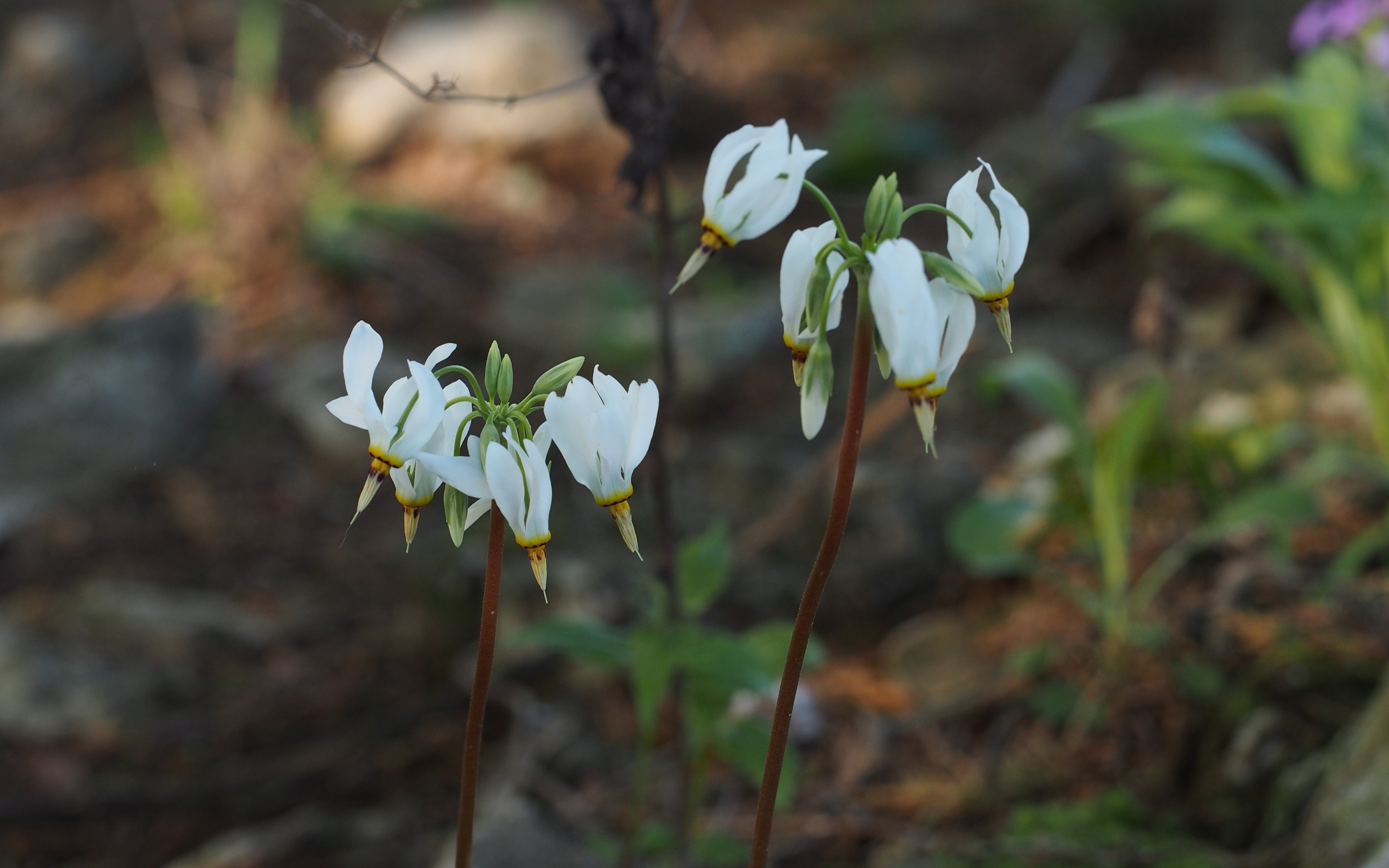 Primula meadia in woodland habitat