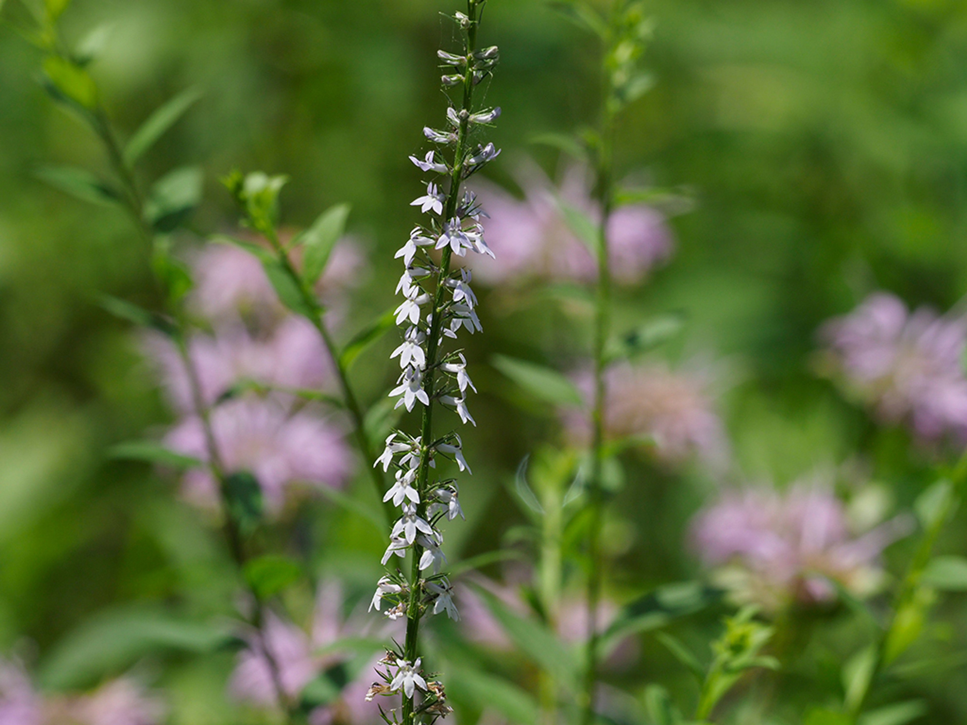 Companion plant Lobelia spicata