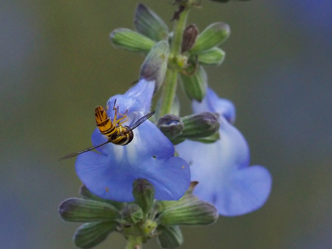 Syrphid fly