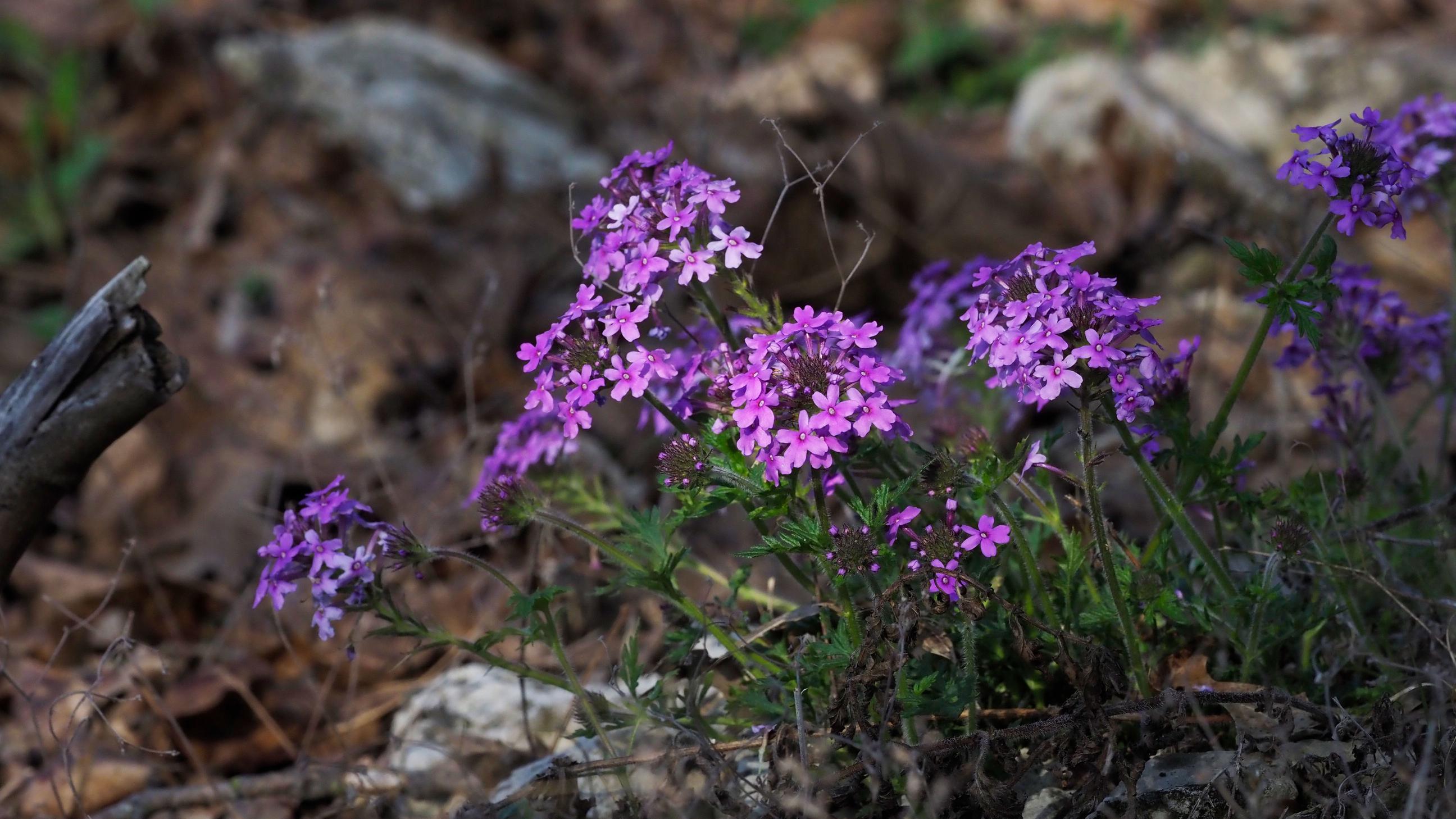 Glandularia canadensis in glade habitat