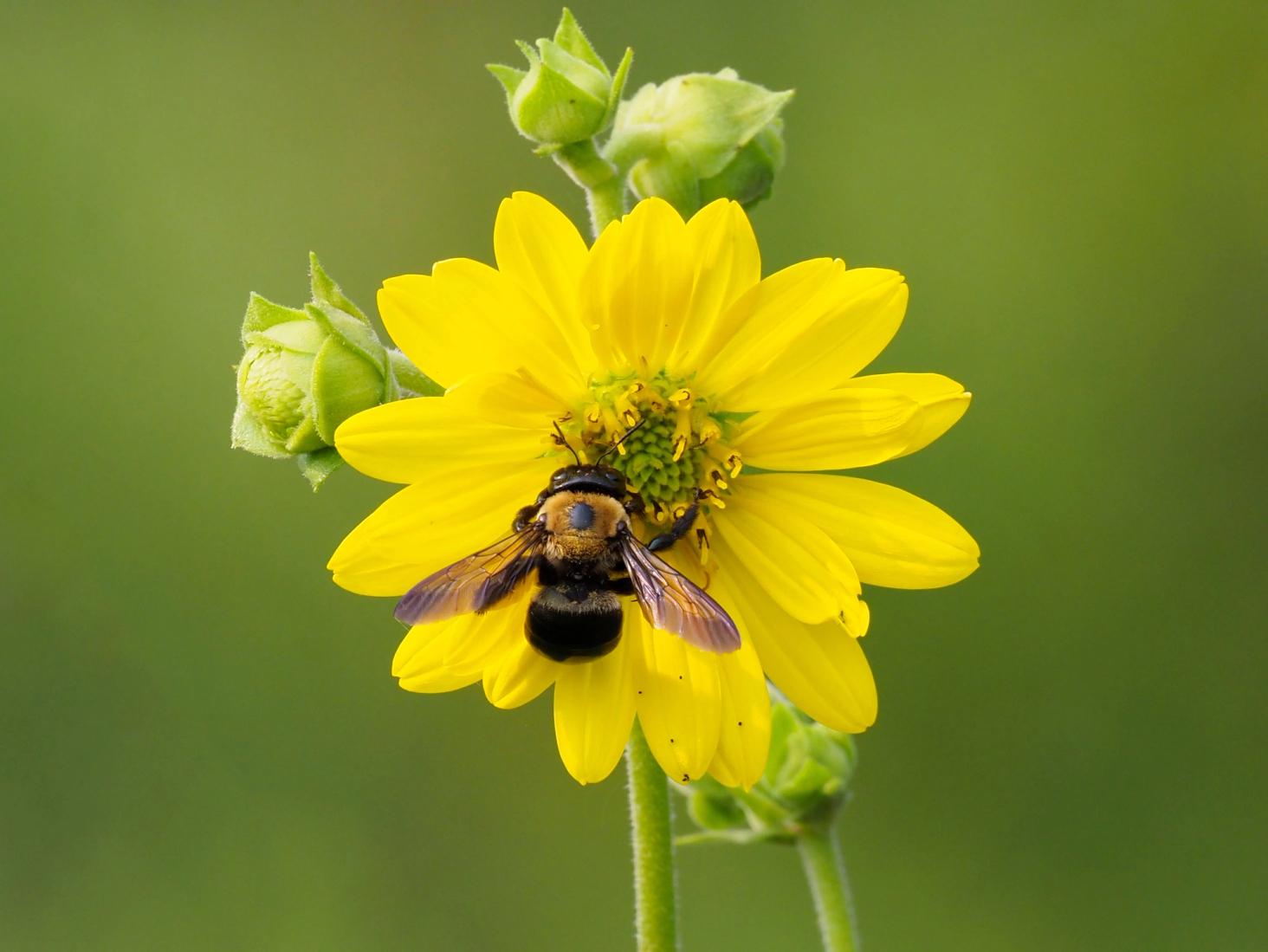 Large Carpenter Bee