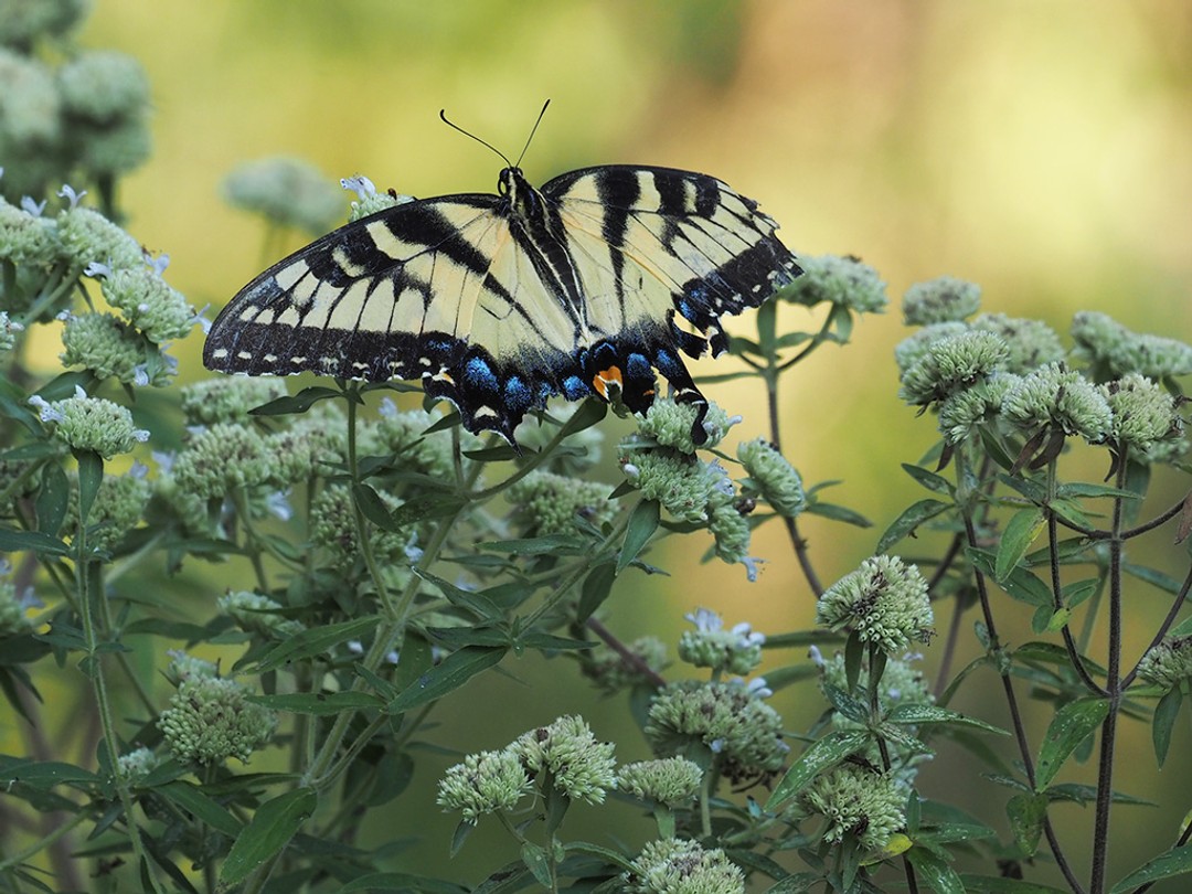 Eastern Tiger swallowtail