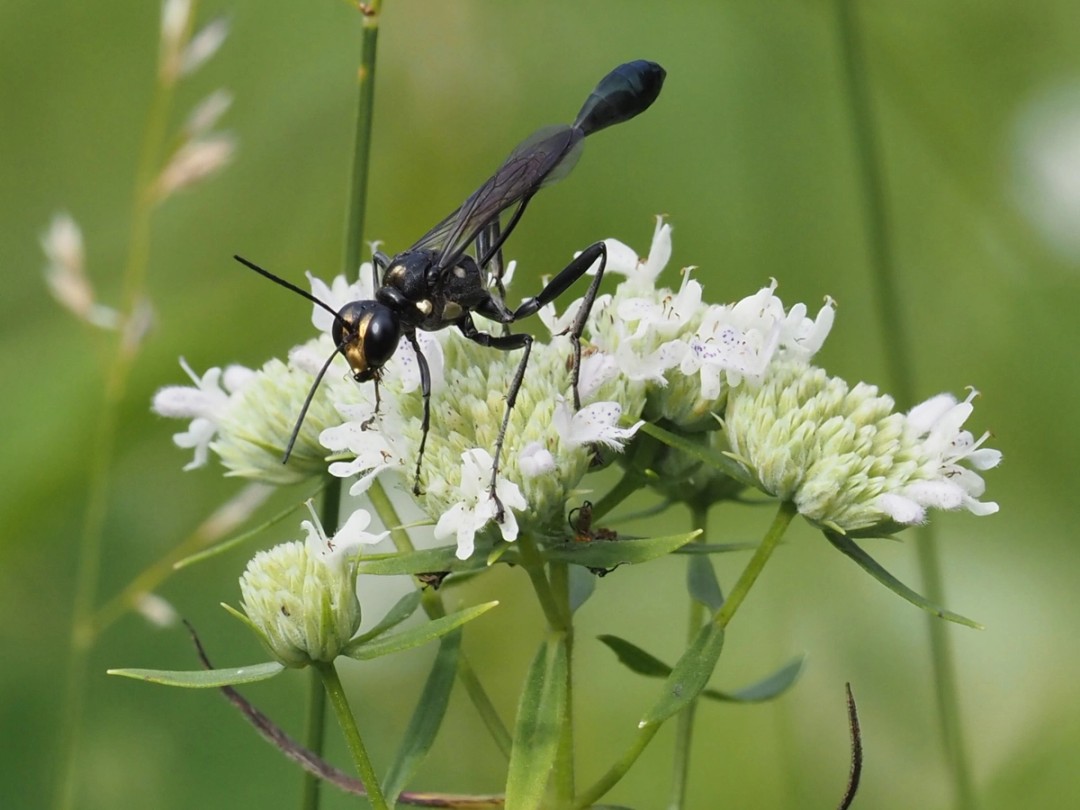 Gold-Marked Thread Waisted wasp