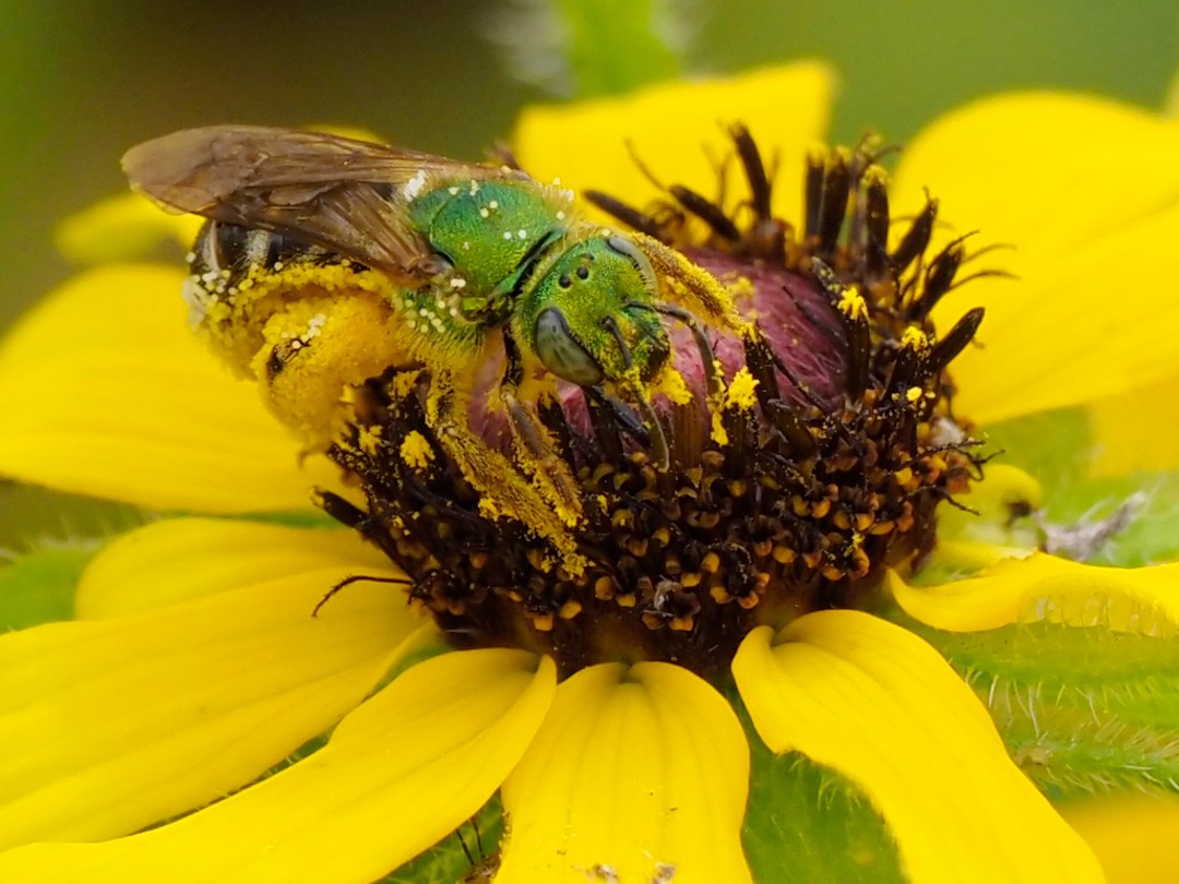 Bicolored sweat bee