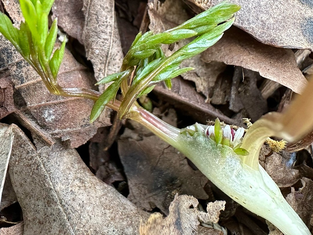 Sheath with flowers and leaves