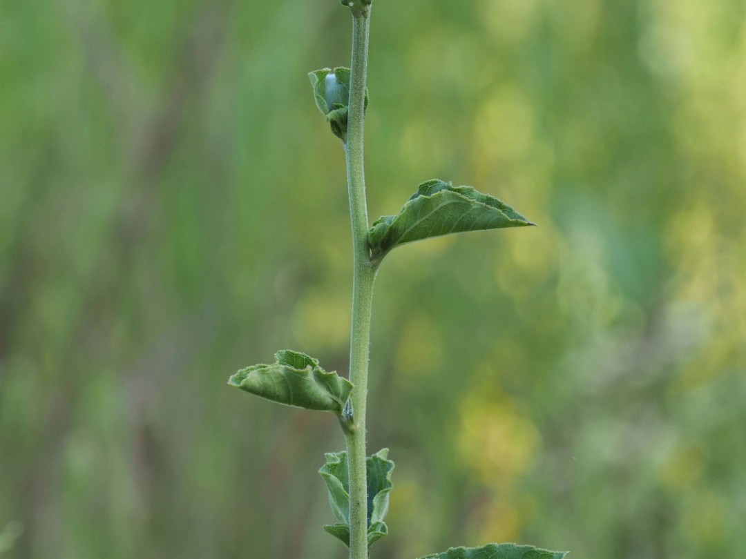 Small upper leaves