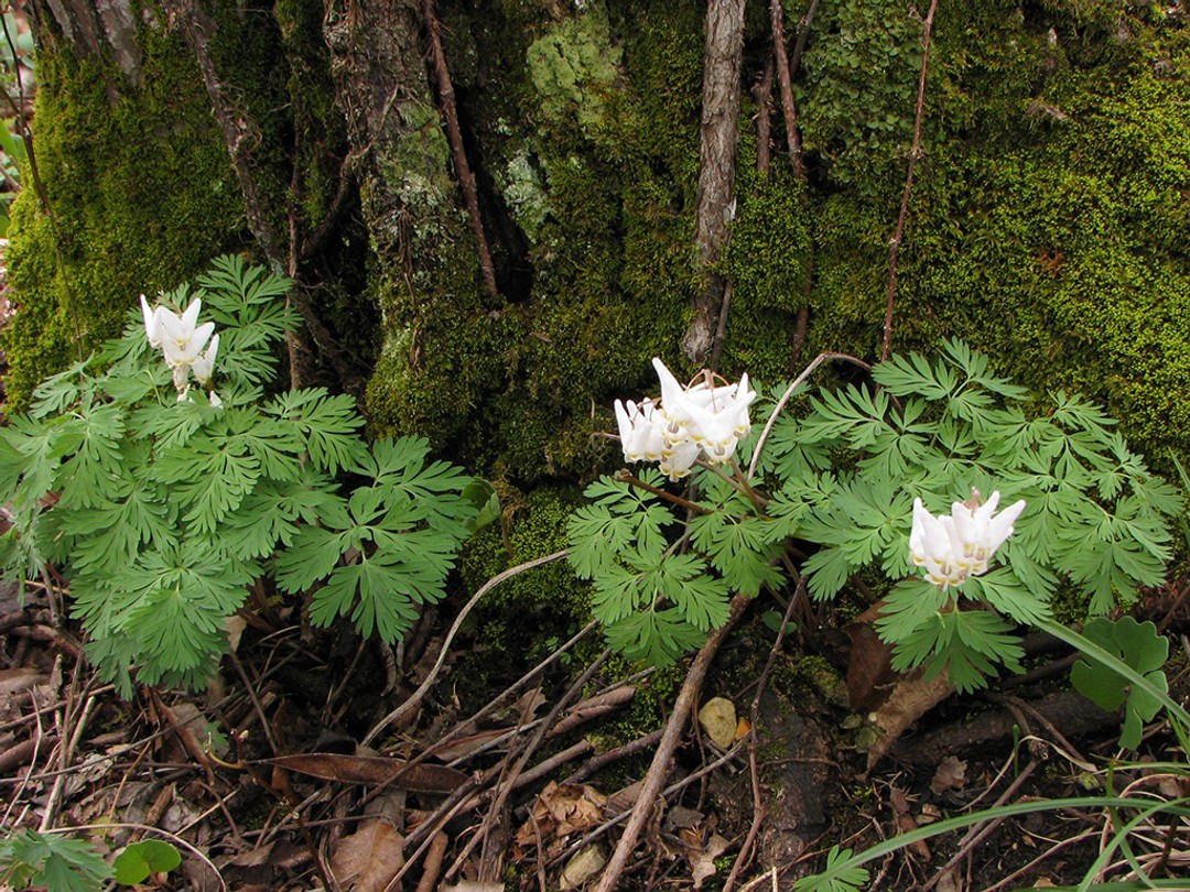 Healthy plants at the foot of a huge oak