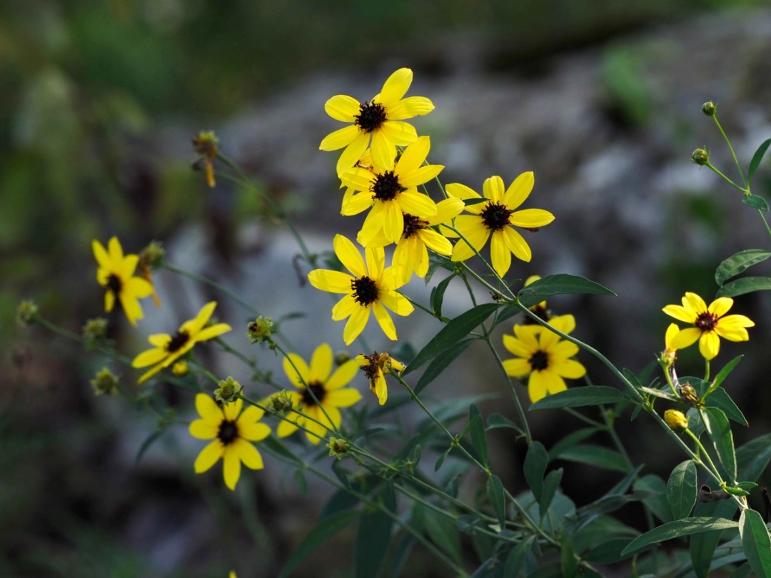Vivid yellow flowers