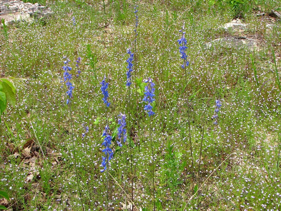 Delphinium carolinianum