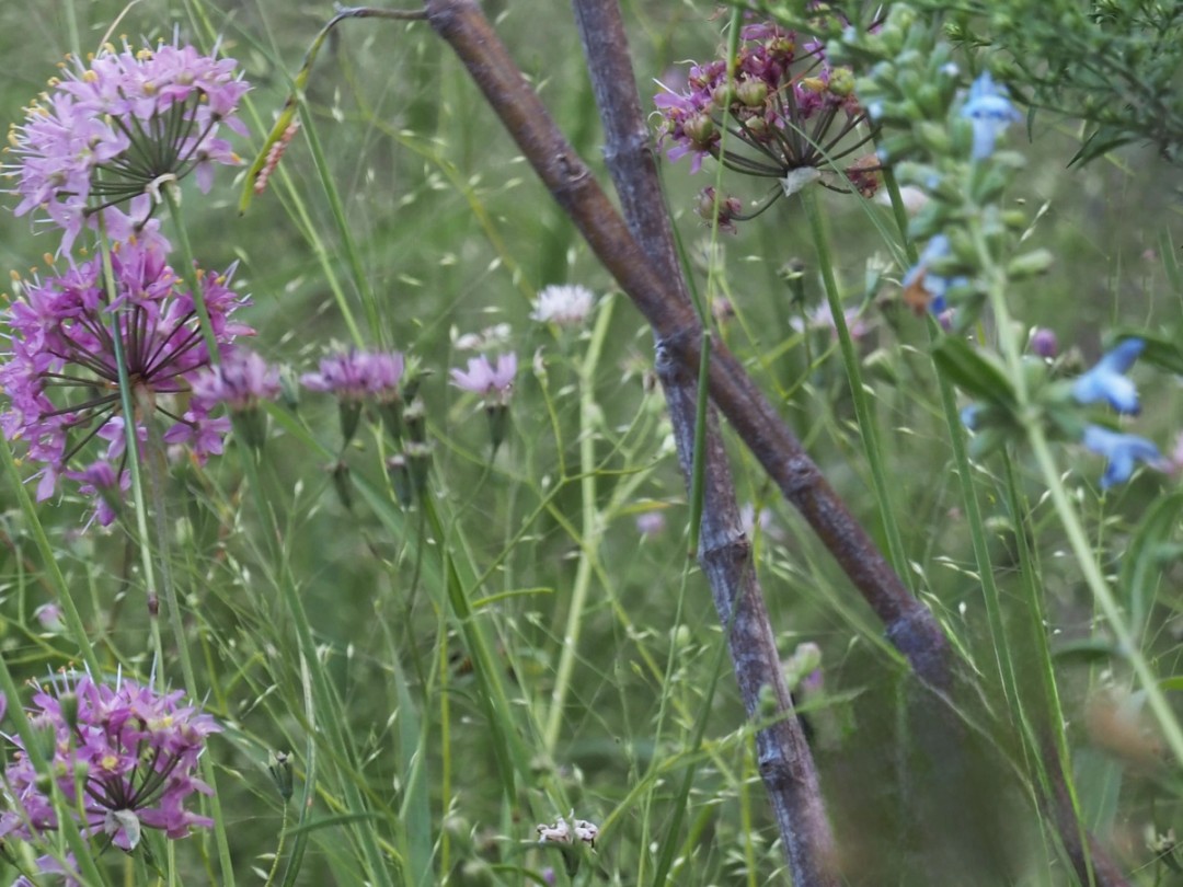 with Salvia azaurea