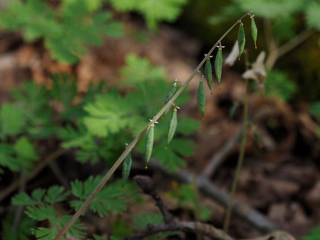 Seed pods ripening along the stem