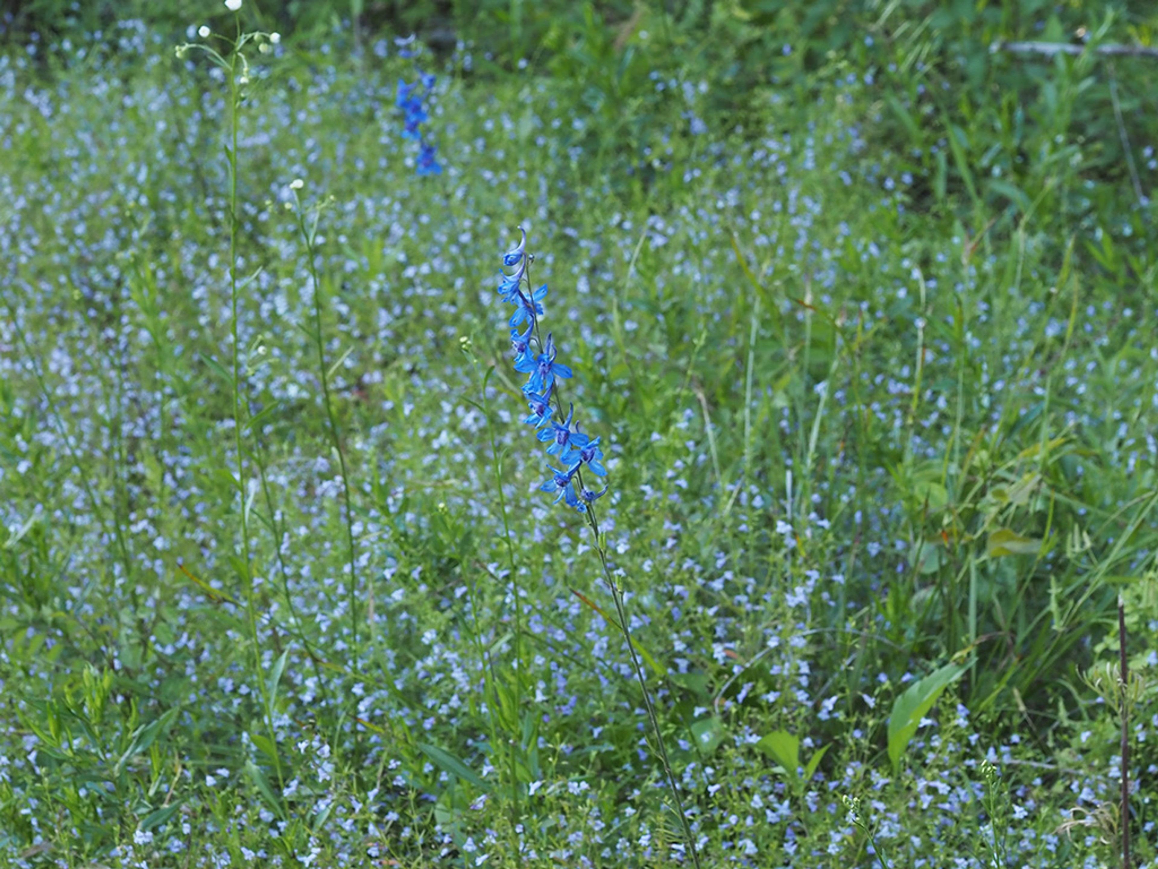 Ozark calamint with Carolina larkspur