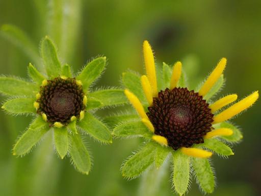 Phyllaries at base of flower