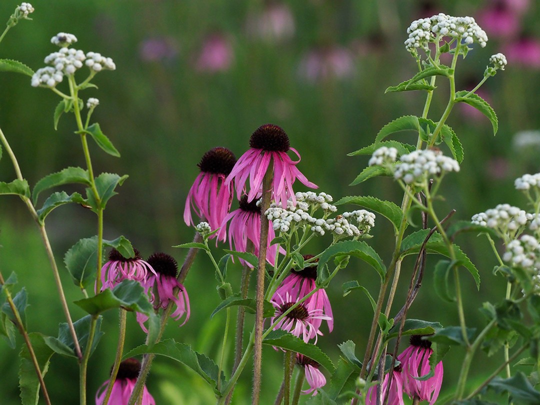 Parthenium integrifolium