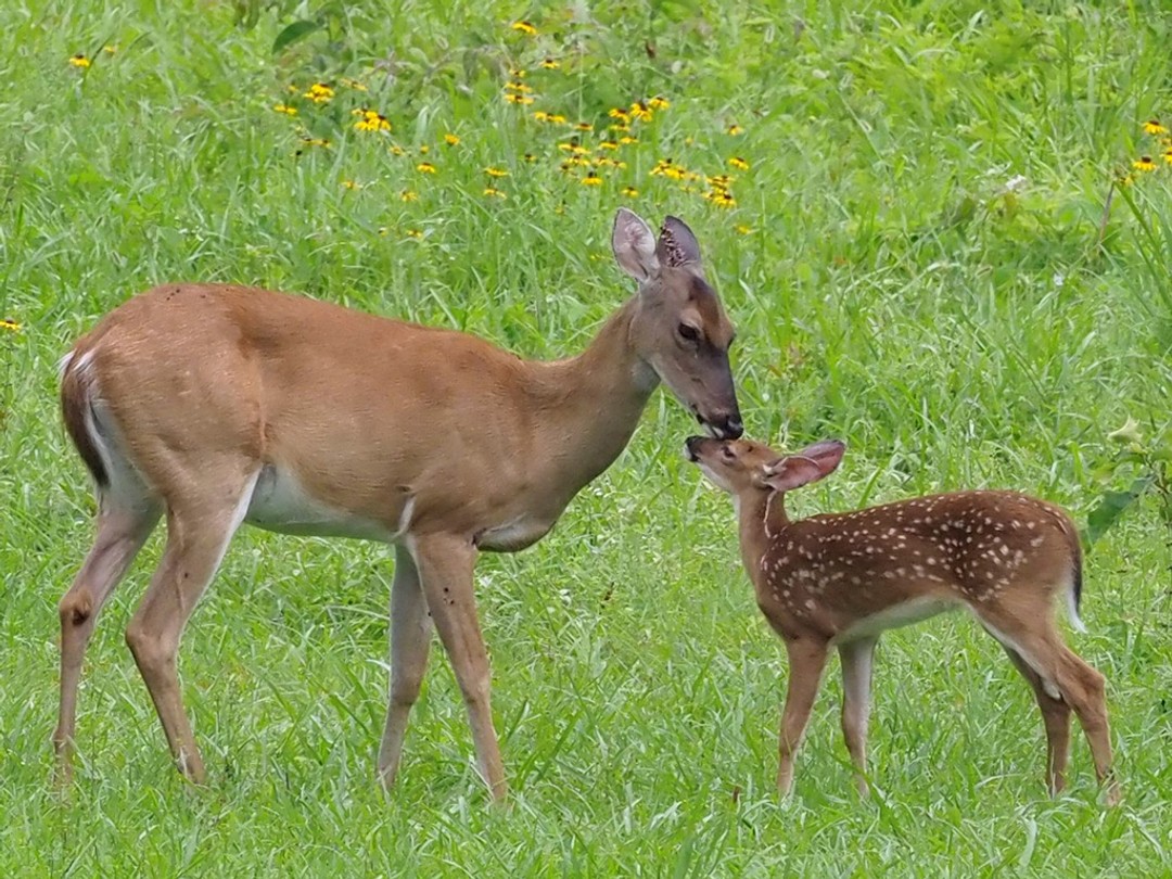 Doe and fawn in prairie habitat