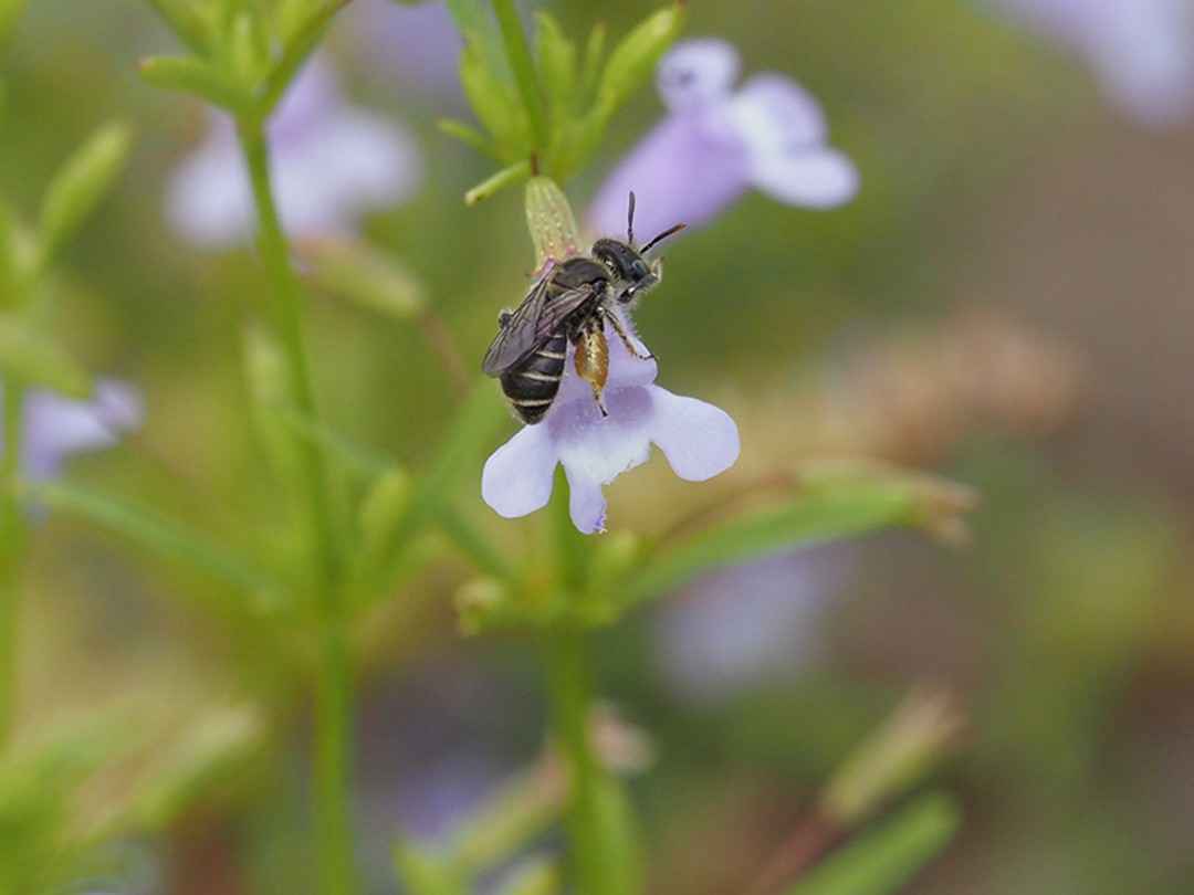 Mining bee