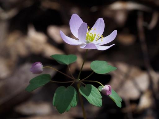 Rue anemone (Thalictruim thalictroides)