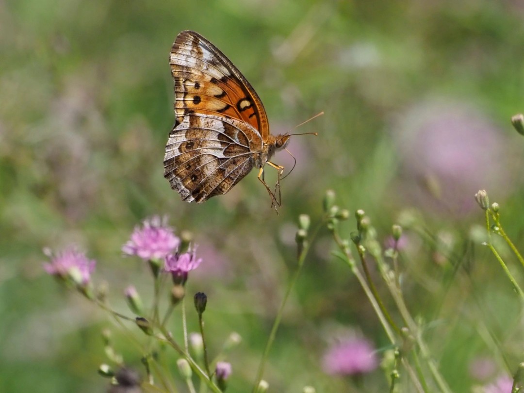 Variegated fritillary