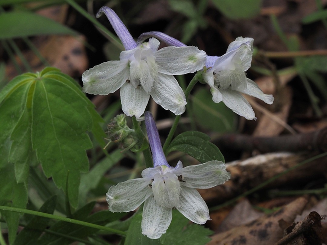Soft Violet and White