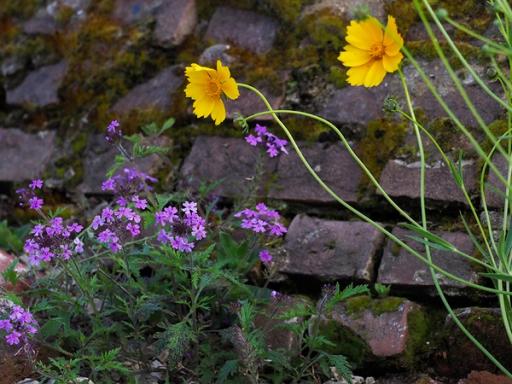 Coreopsis lanceolata