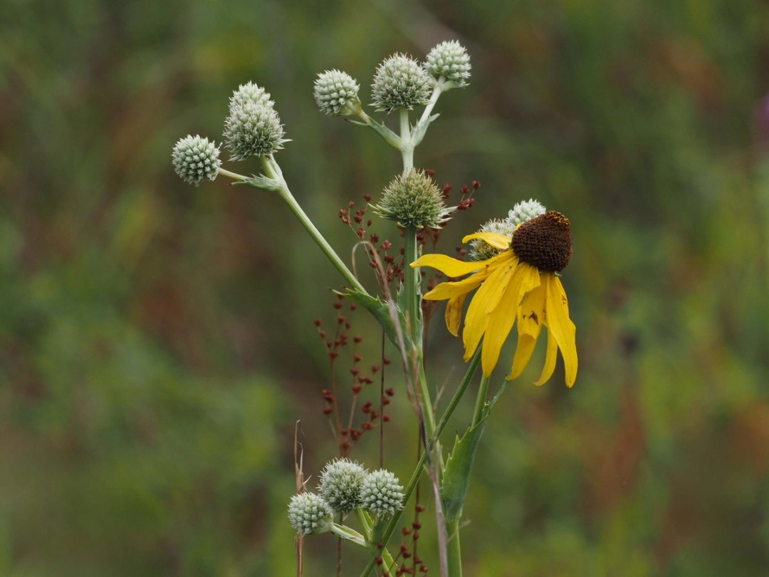 Eryngium yuccilofium and Juncus marginata