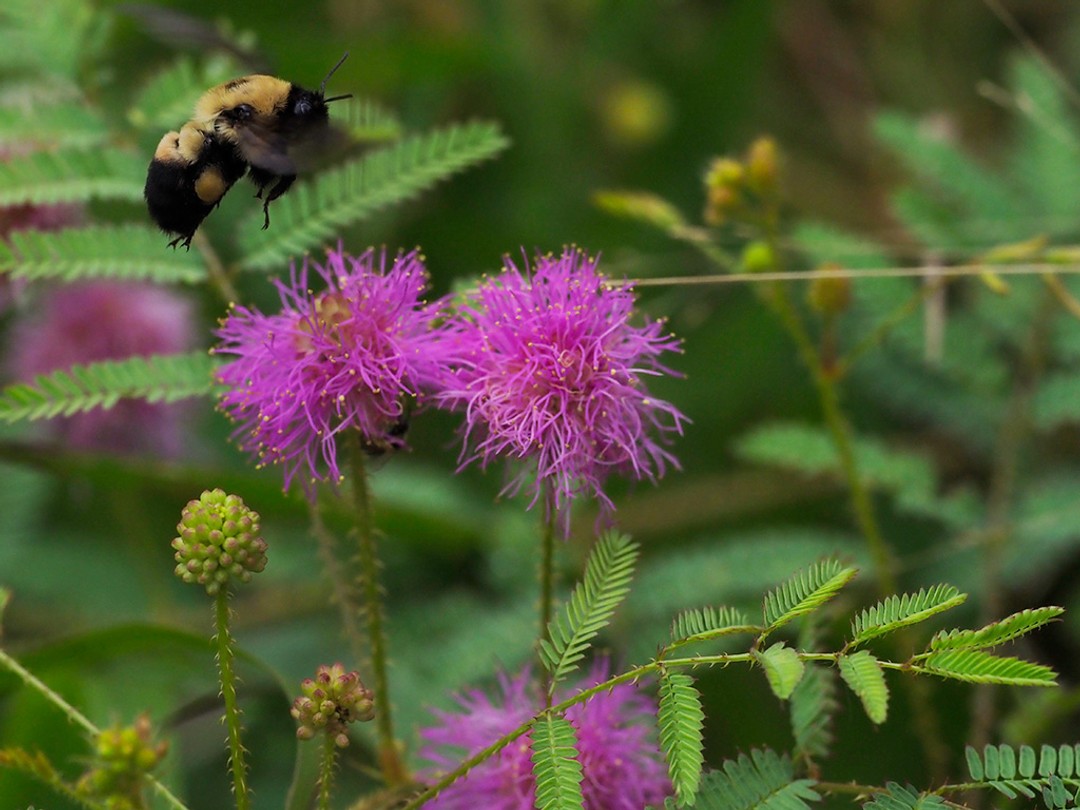 Brown-belted Bumble bee