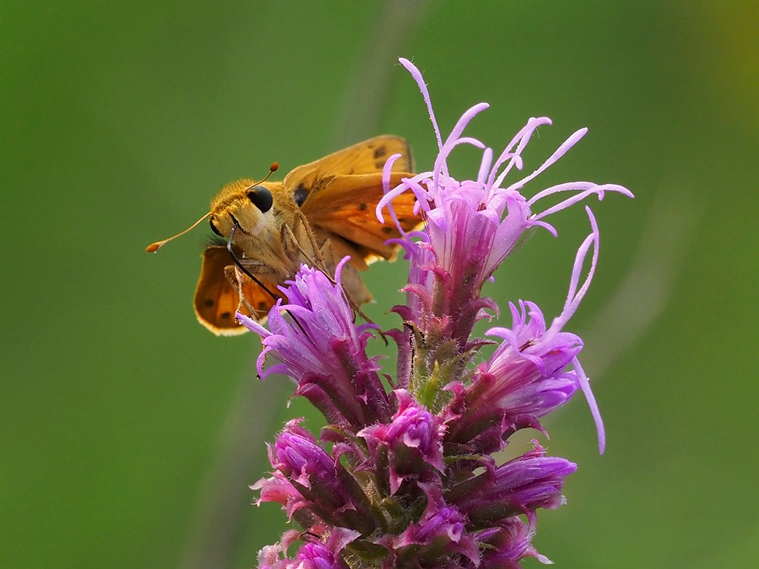 Fiery Skipper
