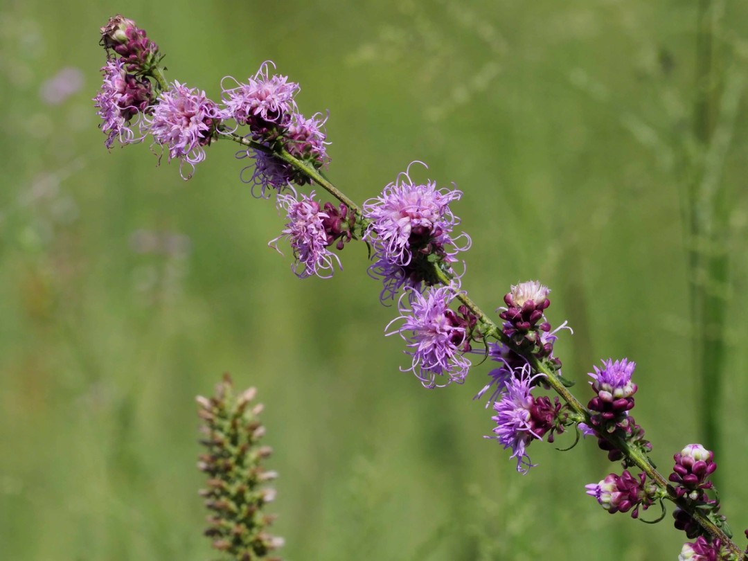 Liatris pycnostachya (botton left, not flowering)