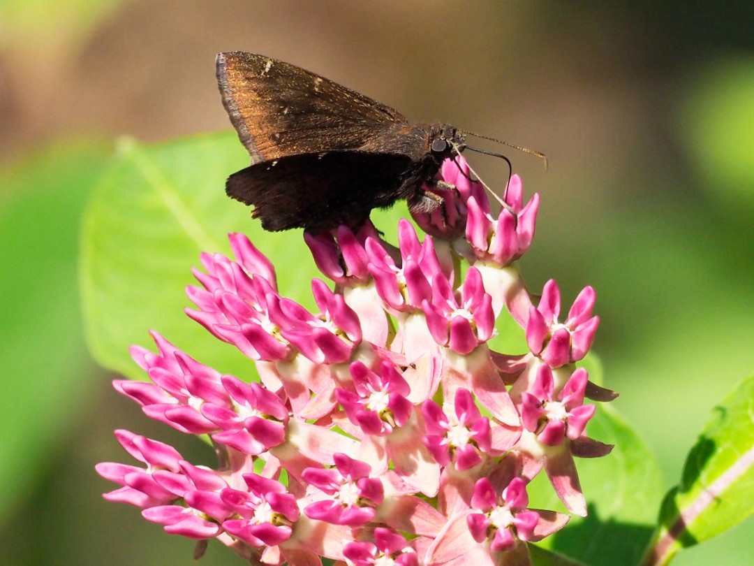 Northern cloudywing