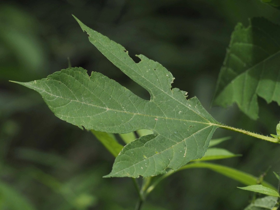 Trilobed leaf