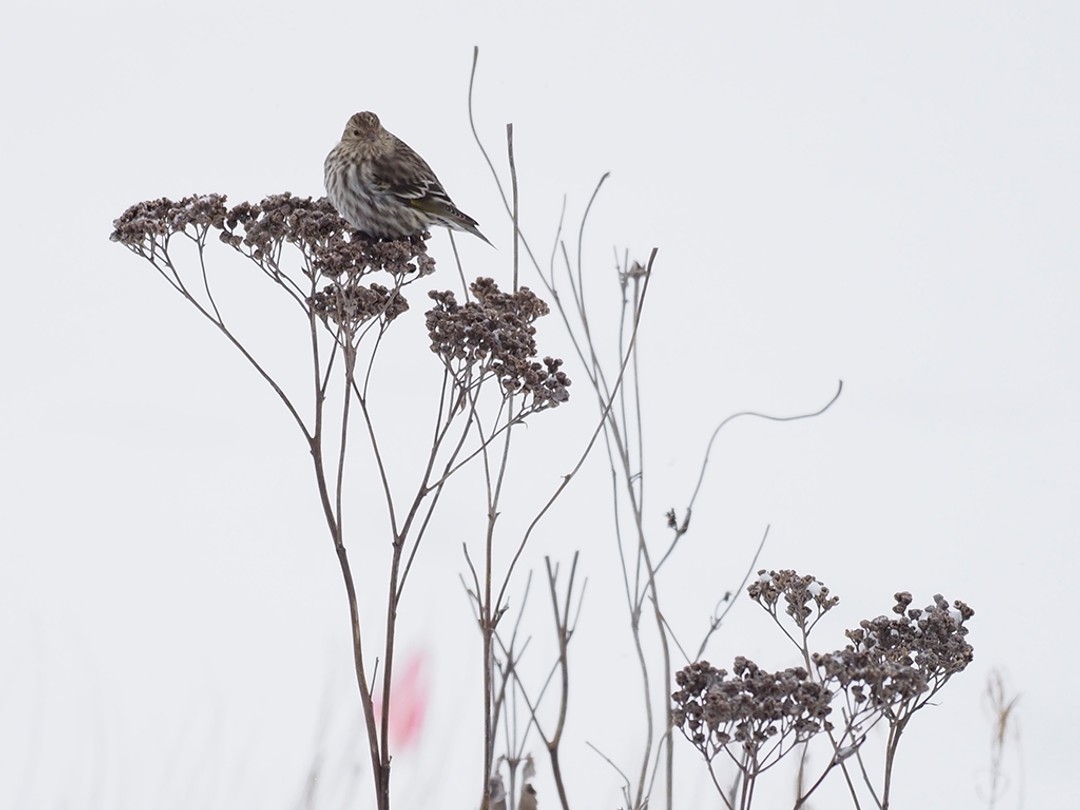 Pine Siskin feeding on Wild quinine