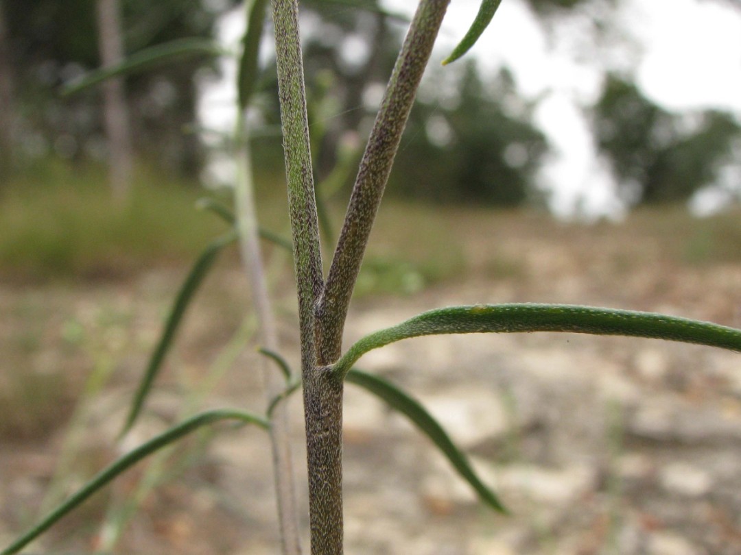 Pubescent lower stem