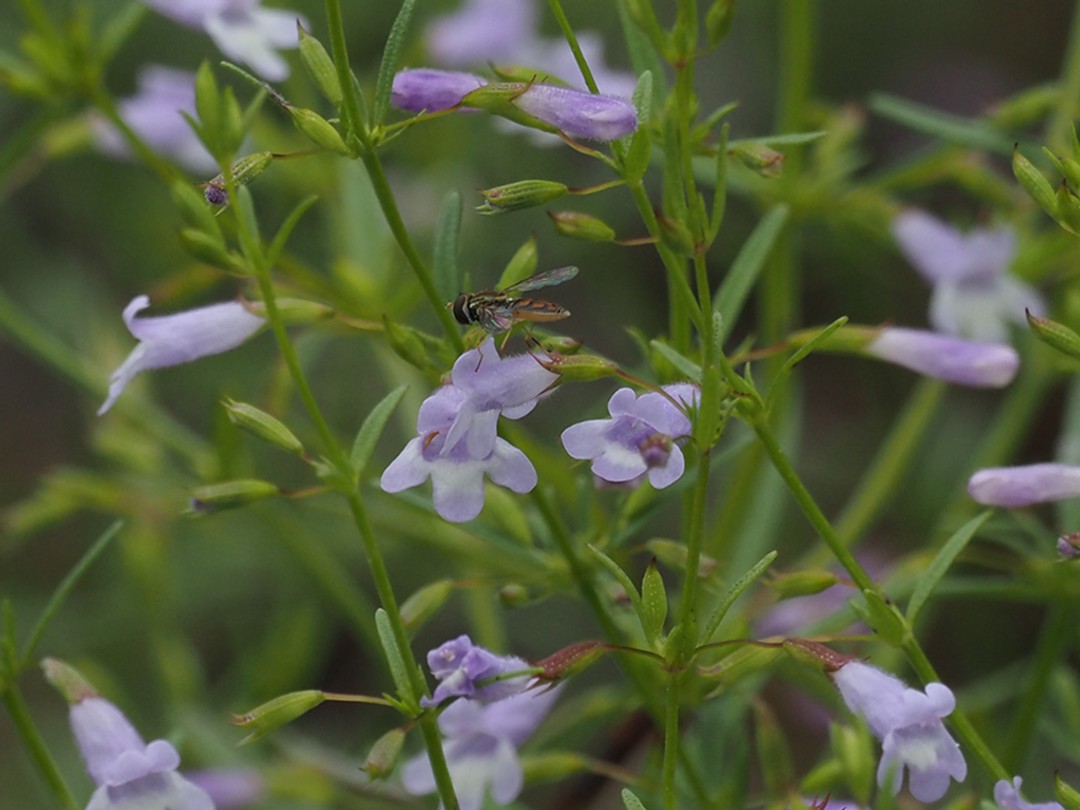 Marginal calligrapher