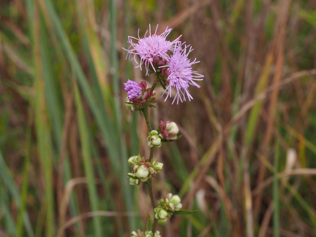 Flowers and buds