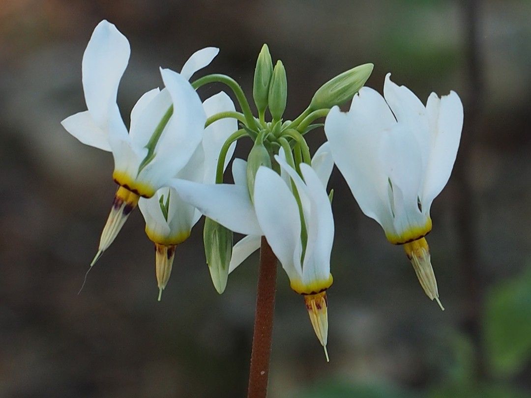 White flowers