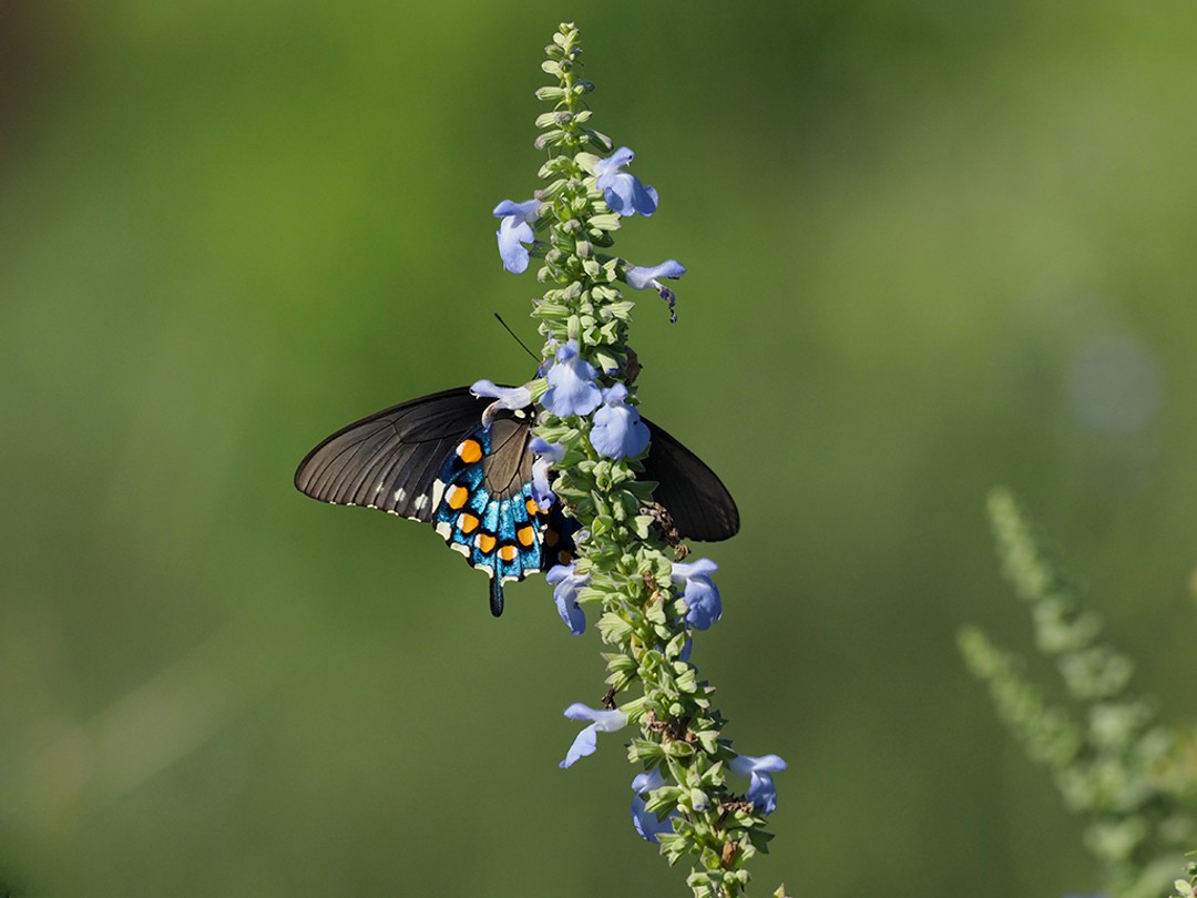 Pipevine swallowtail