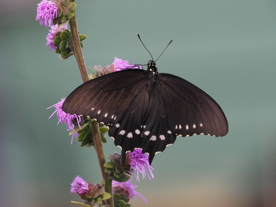 Pipevine swallowtail