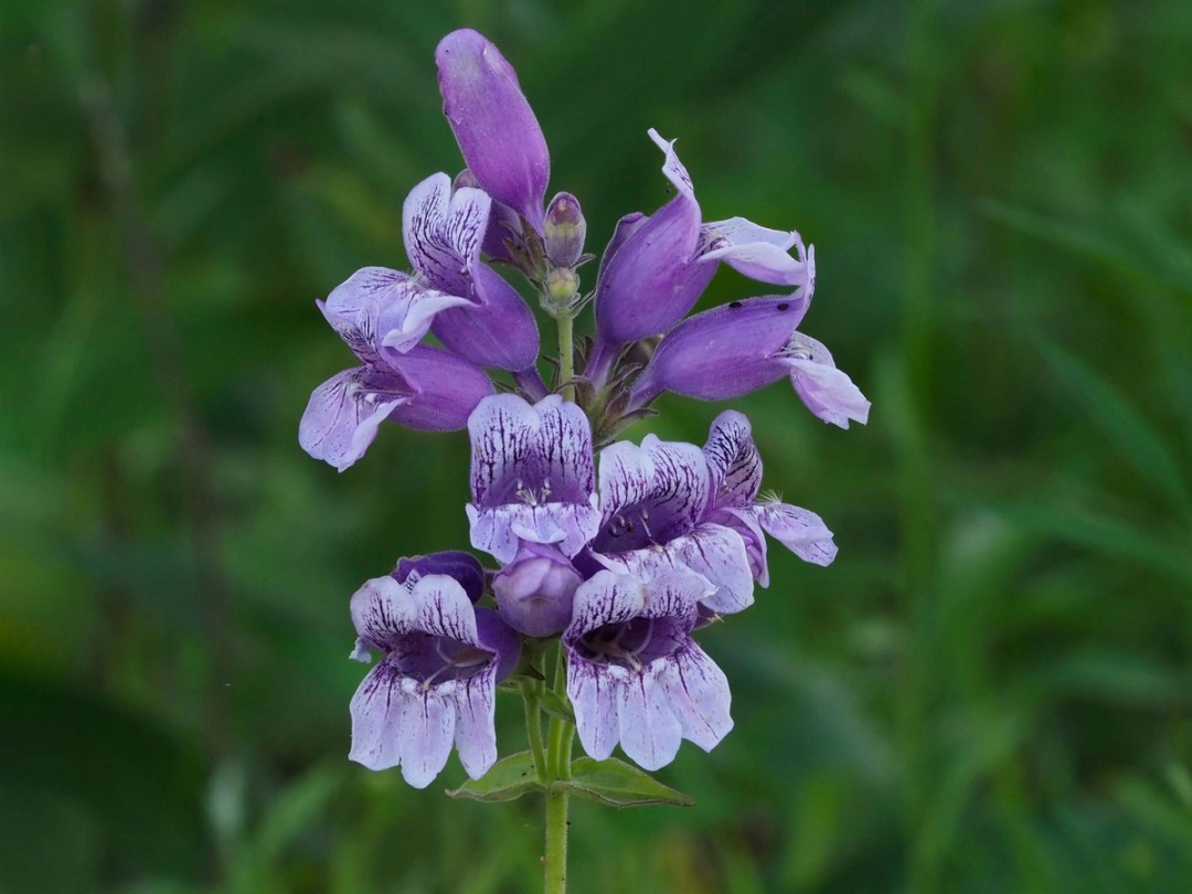 Flowers with pale face