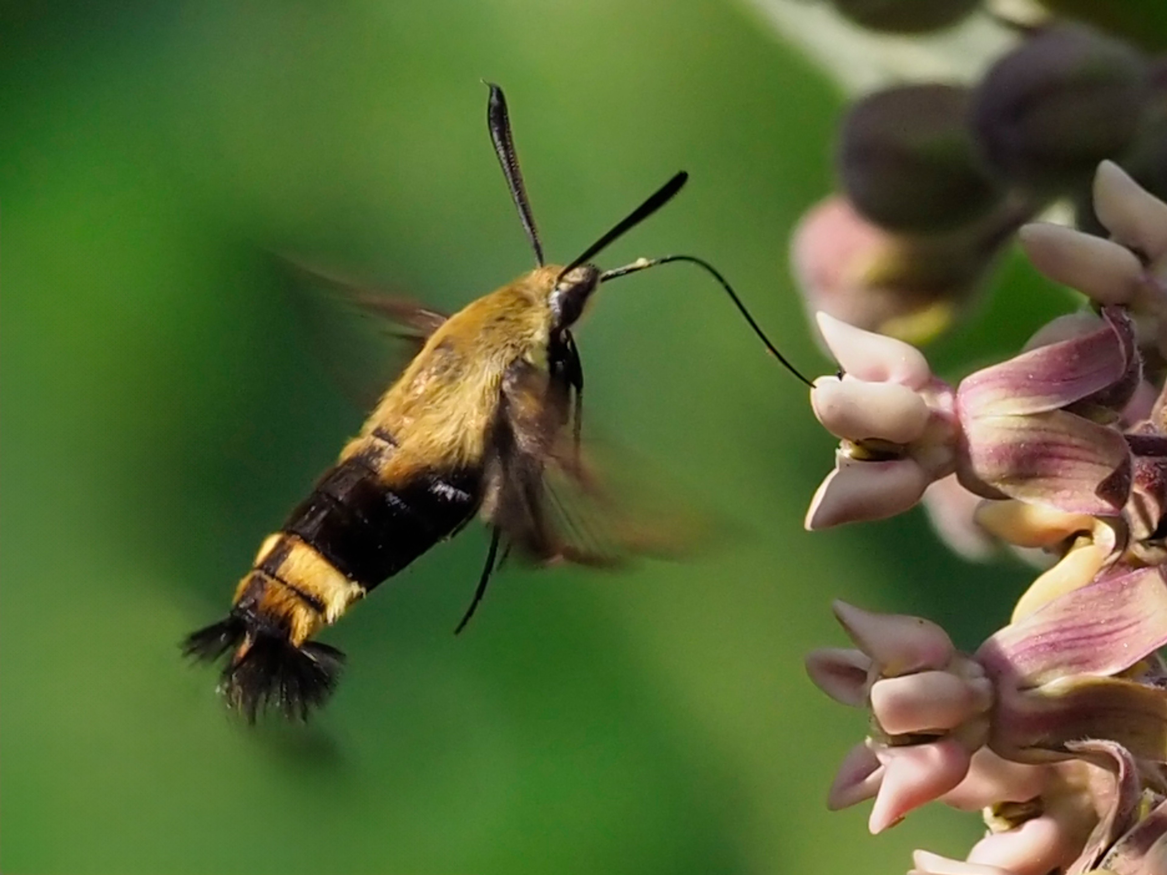 Snowberry clearwing moth