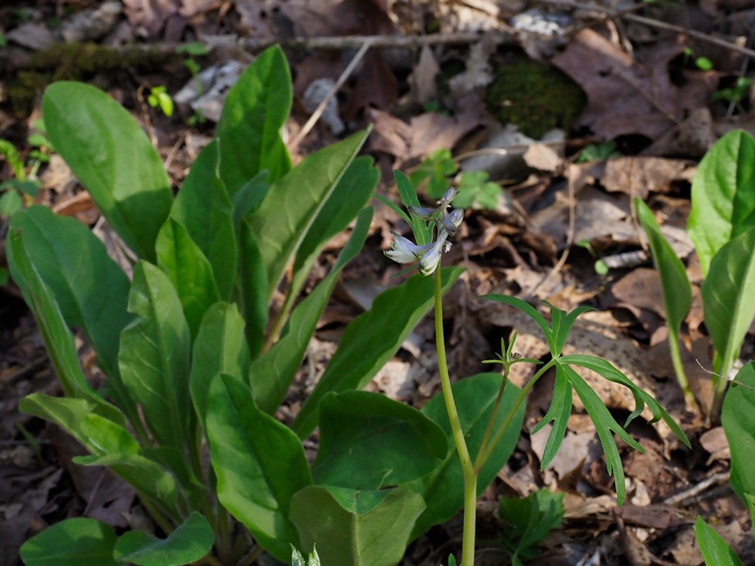 With Delphinium tricorne