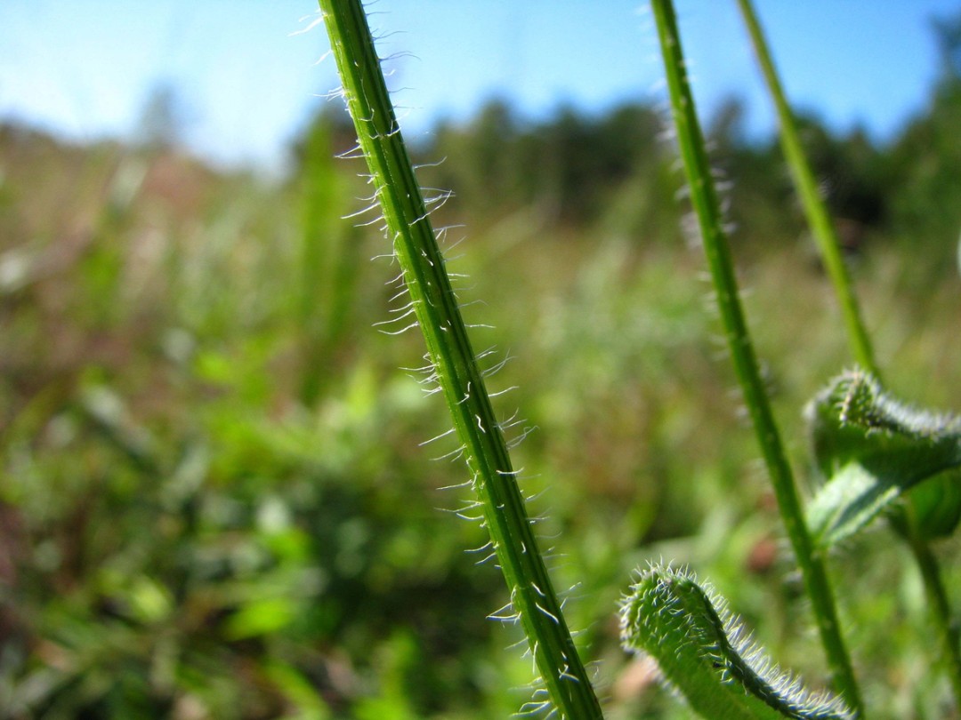 Hirsute stem