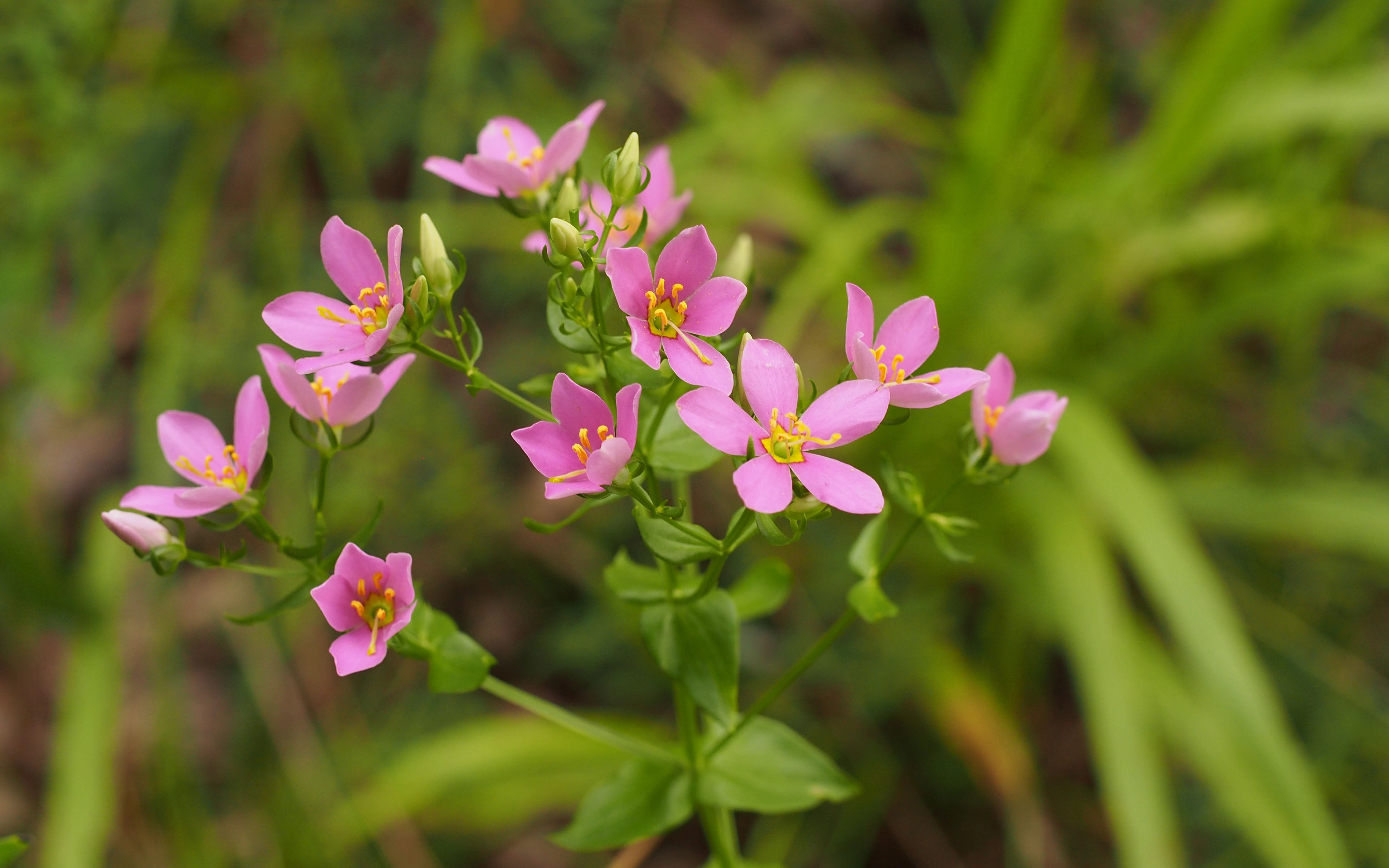 Pink flowers of Sabatia angularis