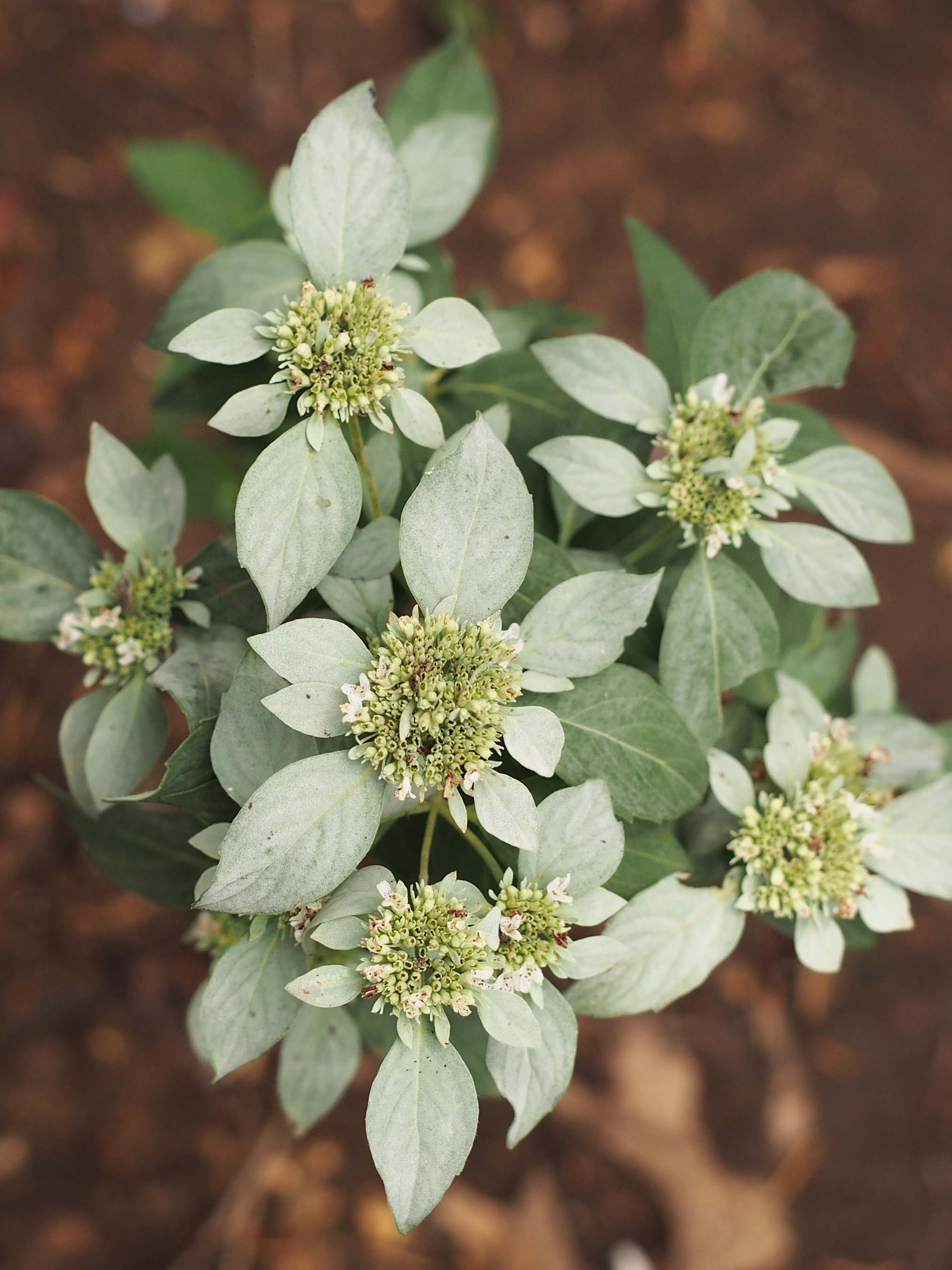 Whitish leaves and flowers of Pycnanthemum albescens