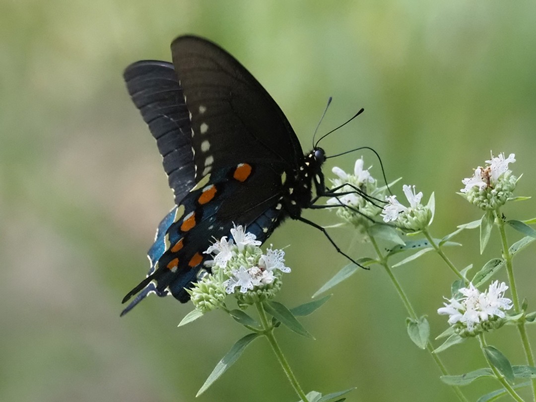 Pipevine swallowtail